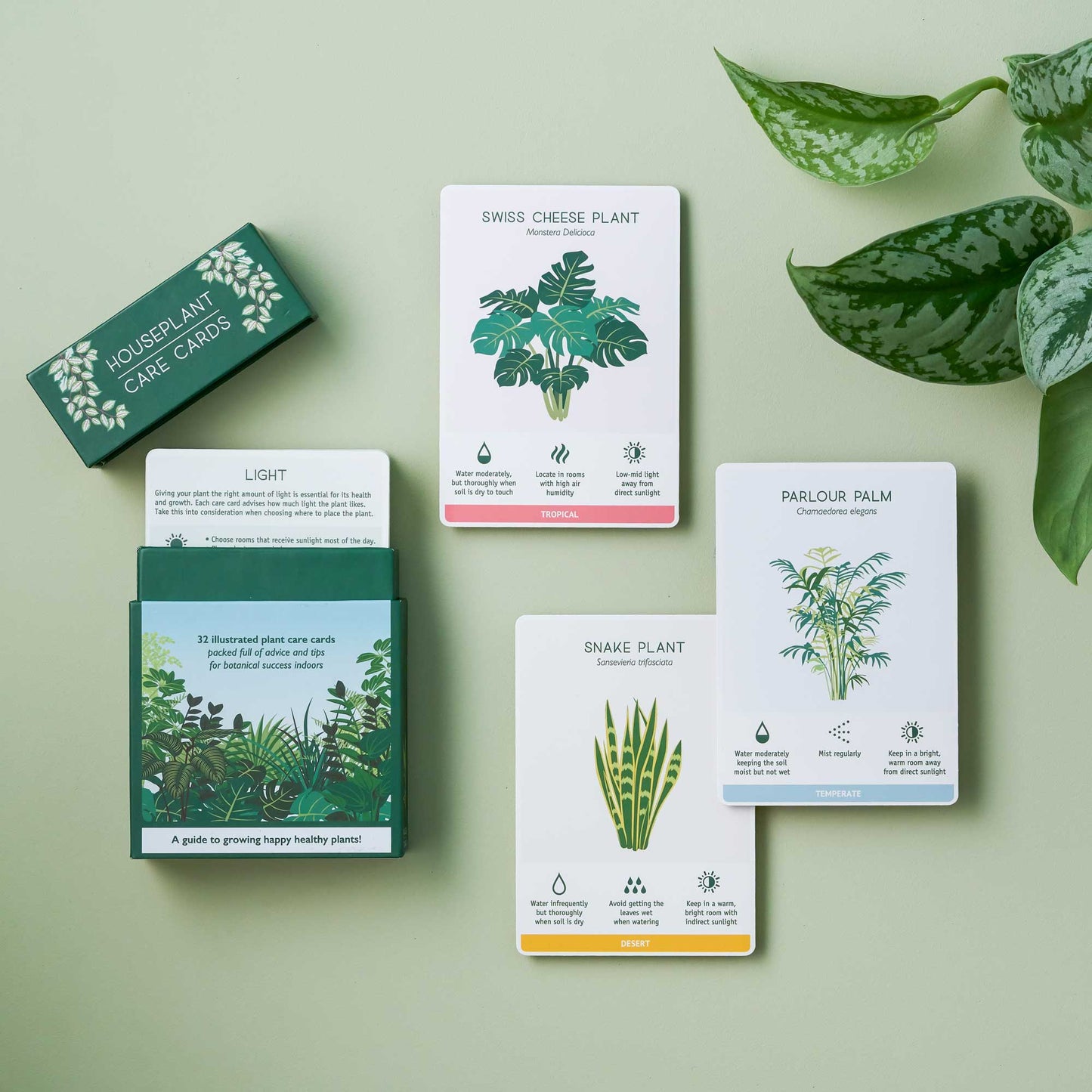 Fancy Plants