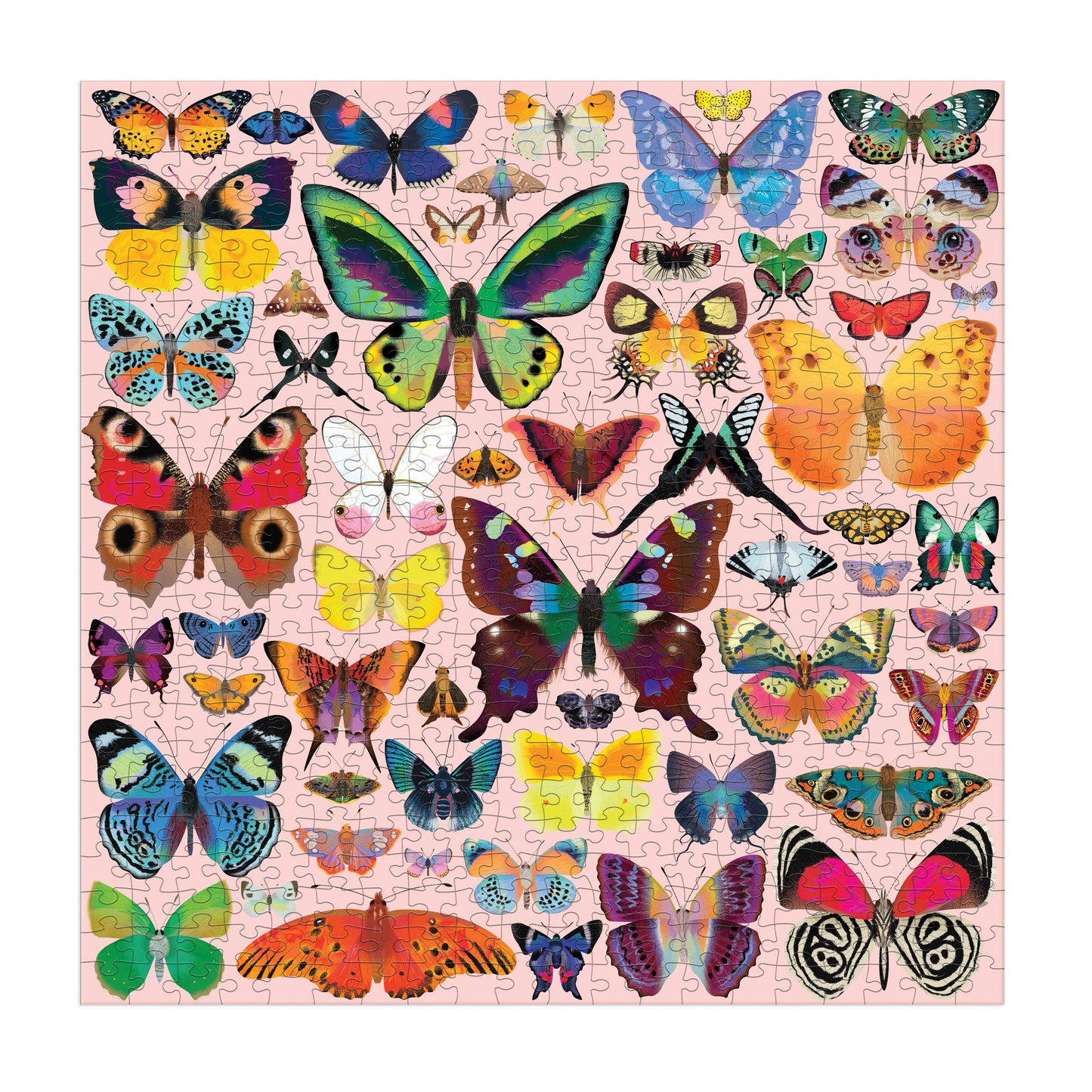 Brilliant Butterflies